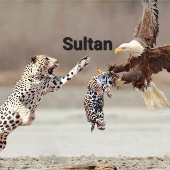abdul_sultan